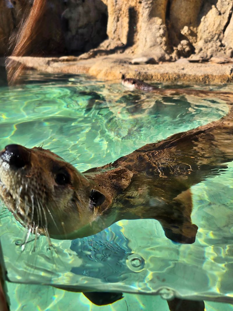South America And Kansas Waters Add Surprising Neighbors