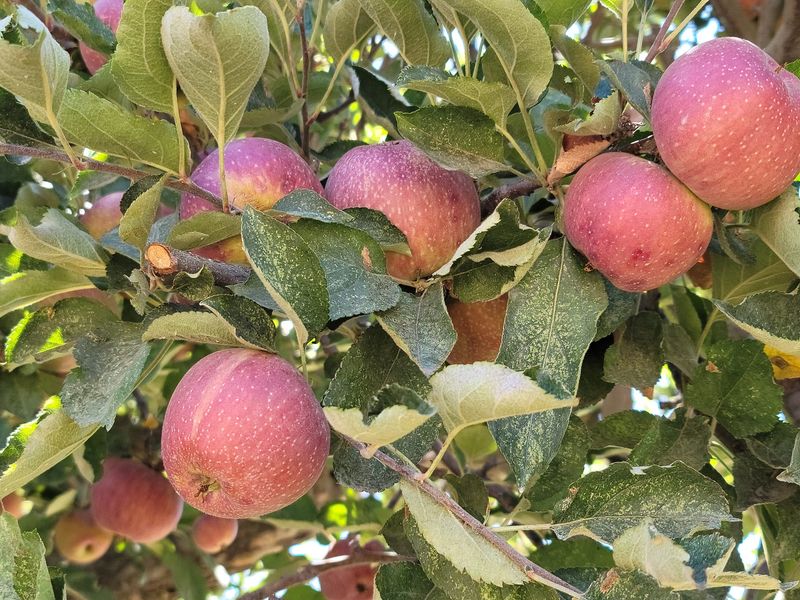 Willowbrook Apple Farm