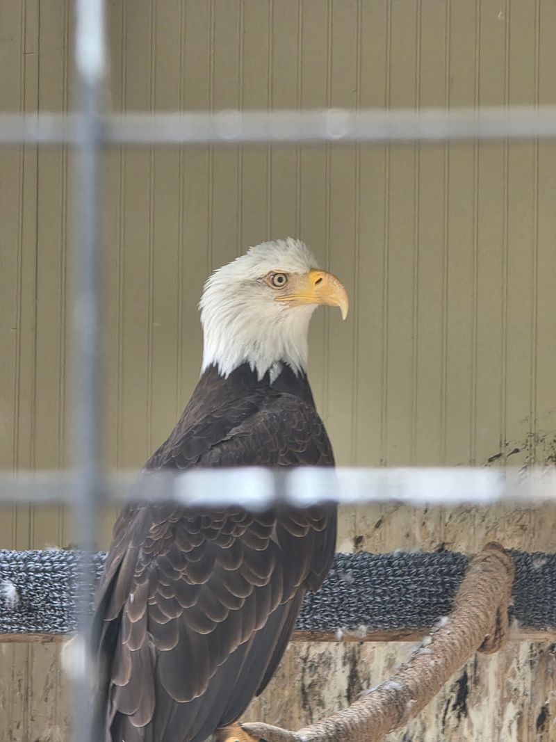 An Eagle Double Feature Steals The Show Outdoors