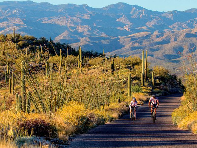 Pedal The Loop Or Sleep Under The Saguaros