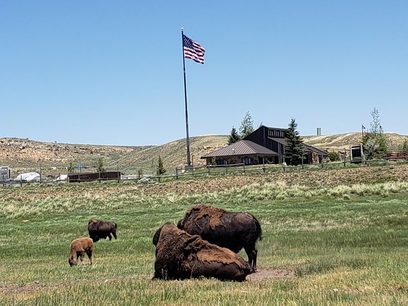 Those White Bison Are Just The Start At The State Park