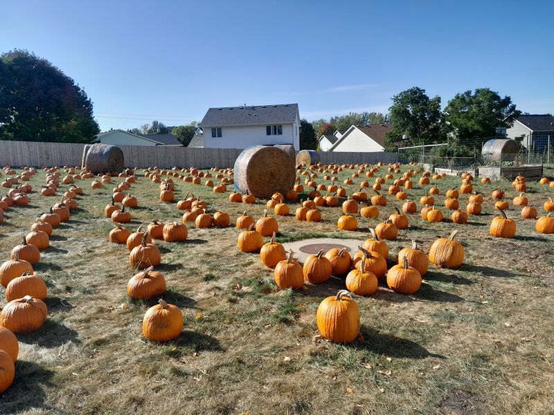 The Pumpkin Patch Sits Right In The Front Yard