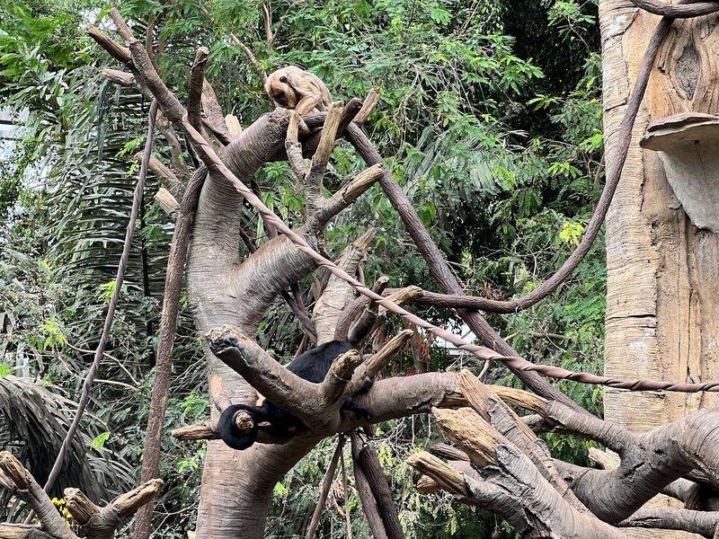 Count The Monkeys, Then Lose Count Fast