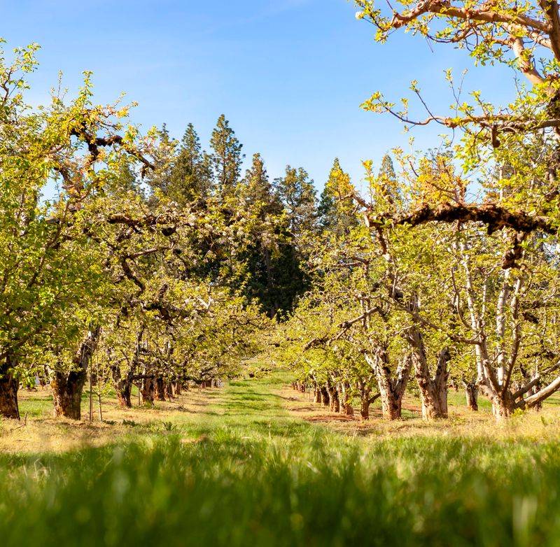 Apple Hill | High Hill Ranch, Placerville, CA