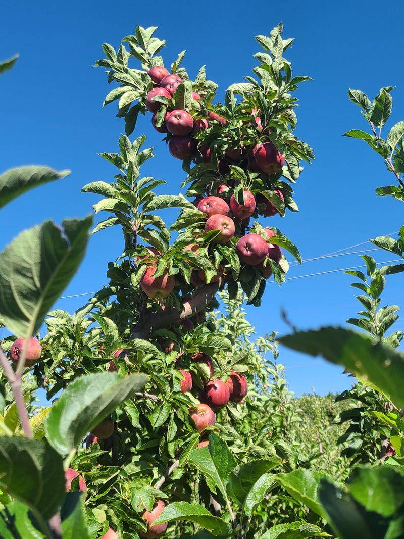 Mountain Farms Fruit Stand, High Rolls, NM