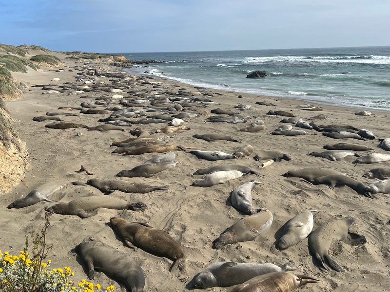 Elephant Seal Vista Point