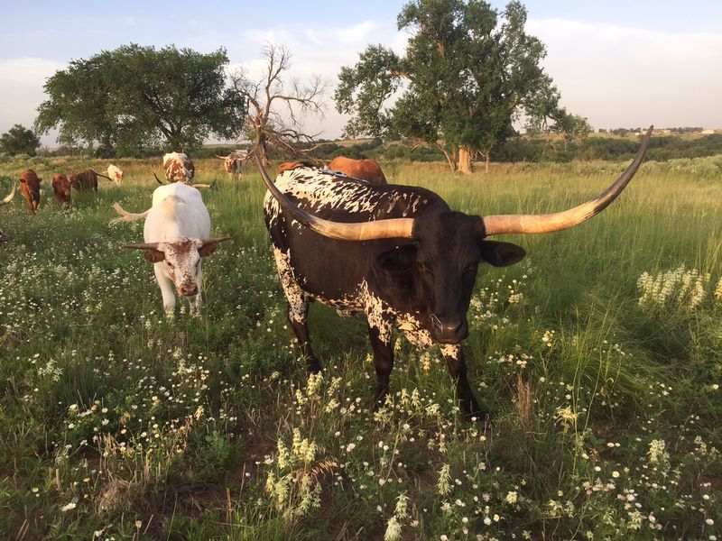 Longhorn Cattle Share The Working Ranch
