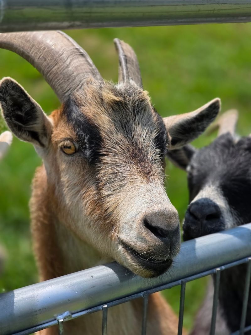Barnyard Friends And Baby Animals Kids Adore