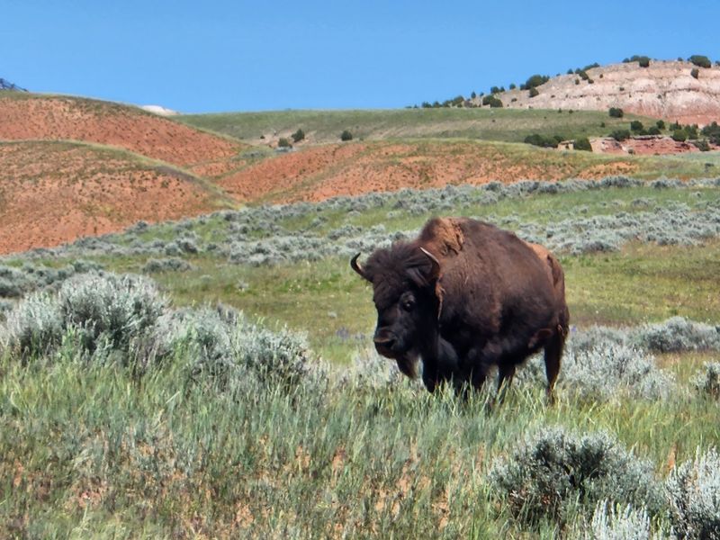 Bison And Easy Trails Make Every Walk Worth Taking