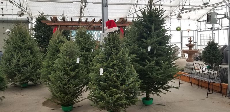 Trees, Bamboo Poles, And Holiday Surprises