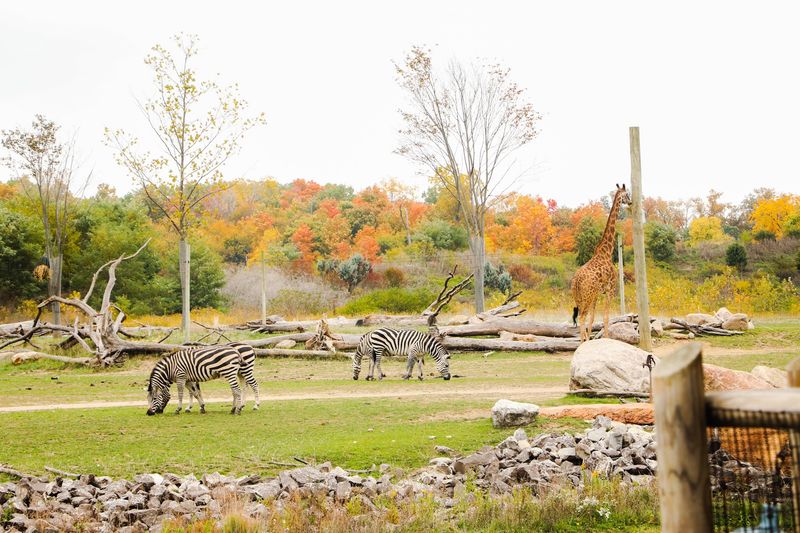 Lions, Giraffes, Zebras And More Fill The African Region