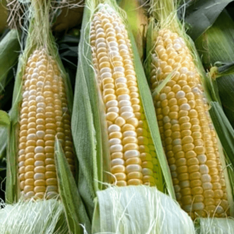 Sweet Corn Has Its Own Overnight Harvest Routine