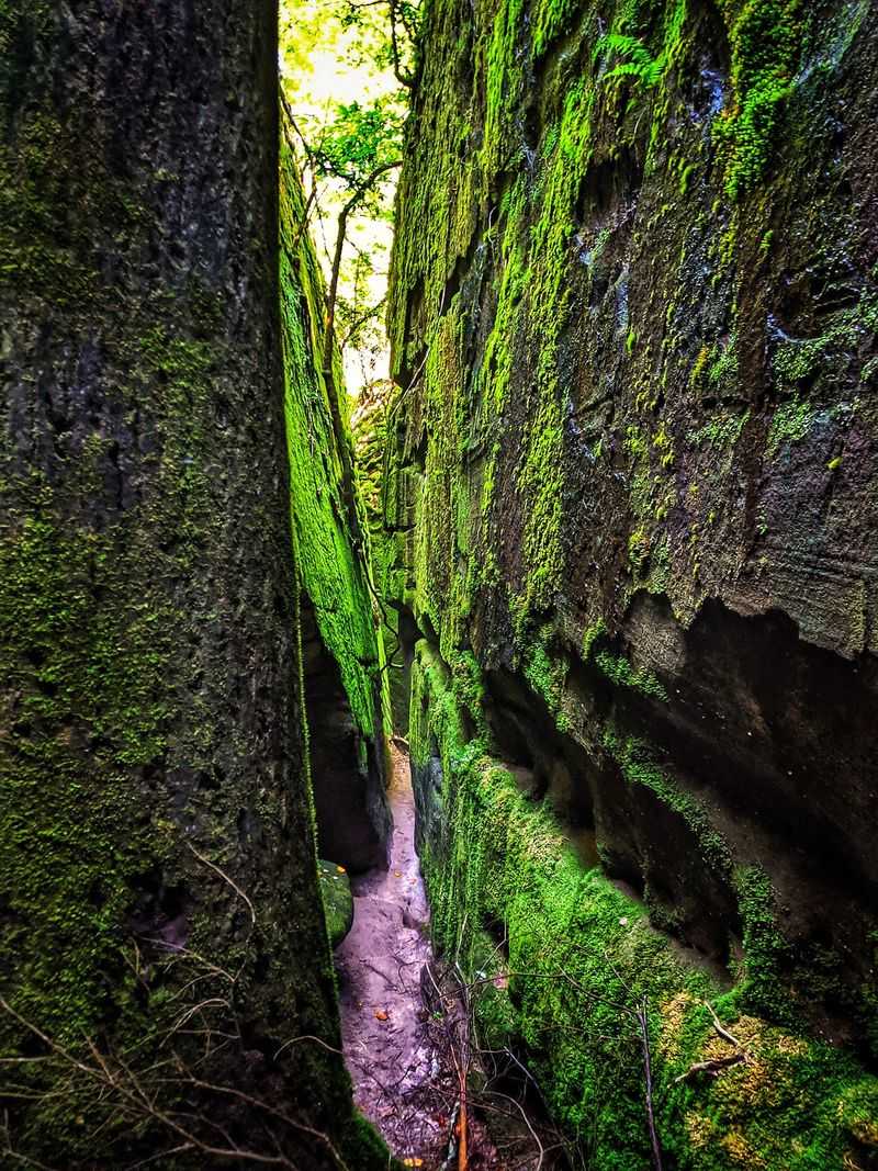 Moss Ferns And Hemlocks Fill The Shaded Gorge