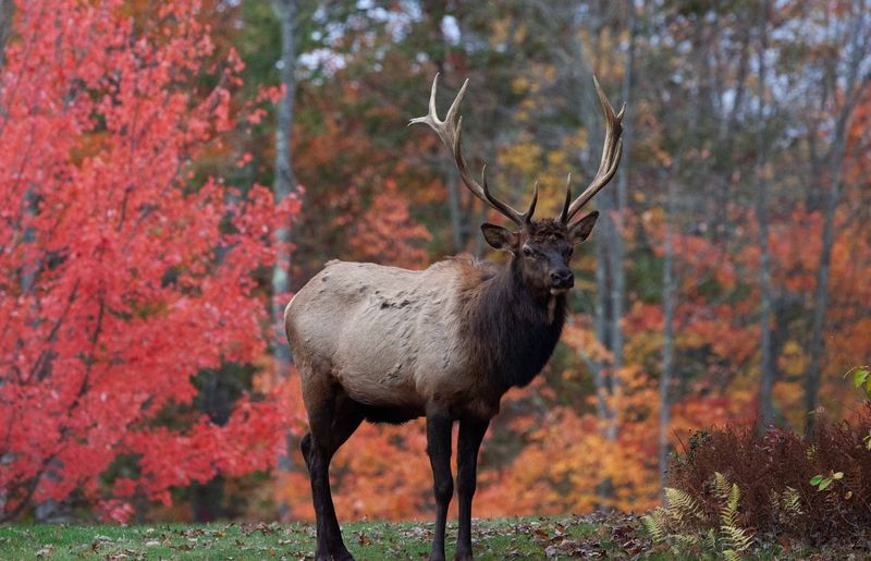 Smart Planning For Your Autumn Elk Adventure