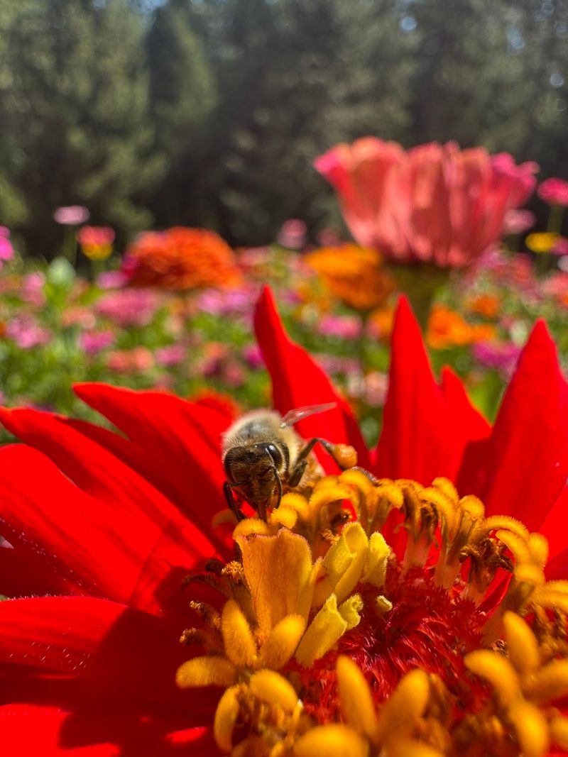 Half A Million Zinnias Make This Walk Worth It