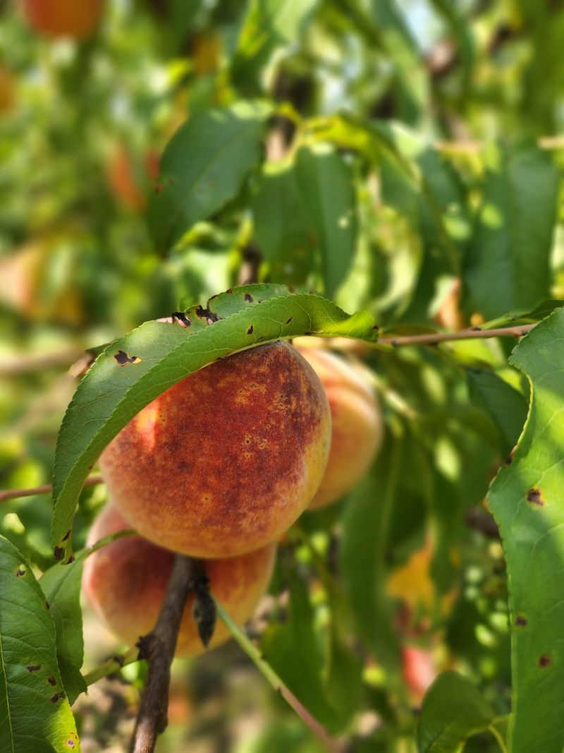 Ruston's Peach Story Lives Here