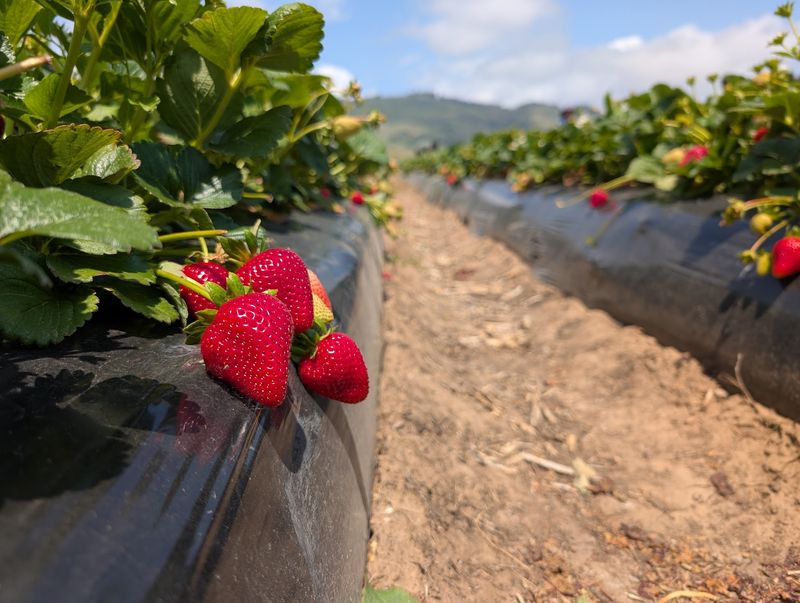 U-Pick Rows Across the Road