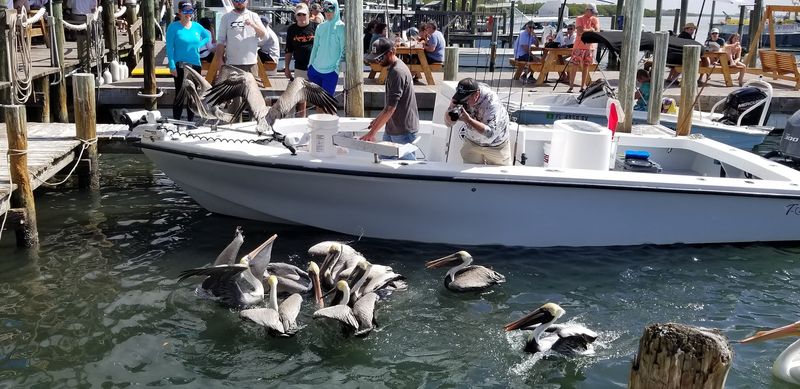 Pelicans, Fishermen and Dockside Entertainment