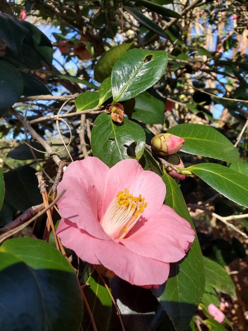 Tree-Sized Camellias Change The Scale