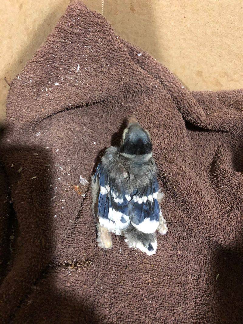 Give A Frightened Bird Some Breathing Room