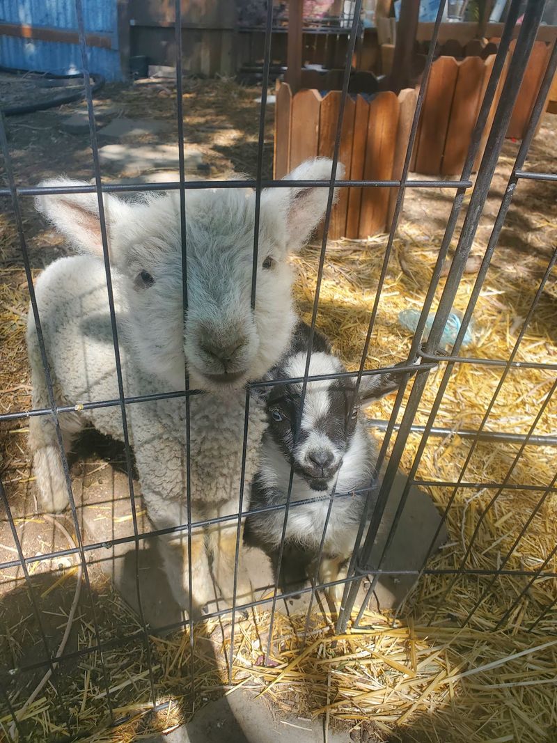 Smart Animal Lovers Ask A Few Questions Before They Book