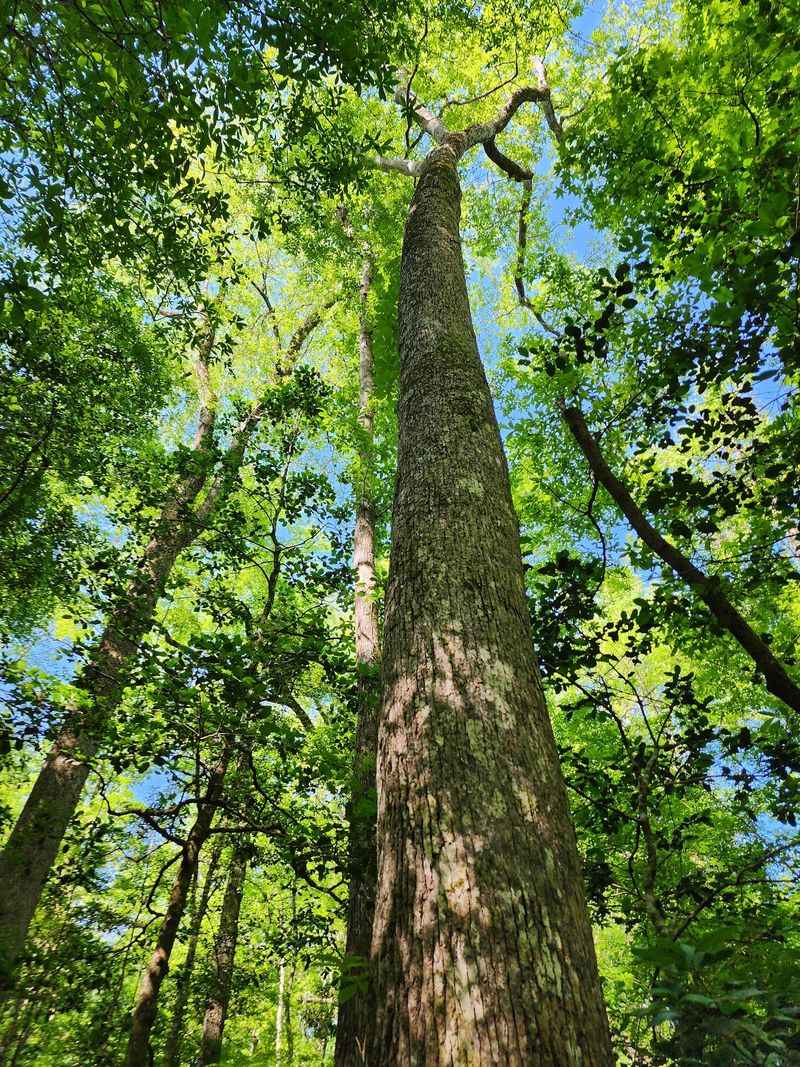 Prepare To Get A Stiff Neck From All The Record-Setting Trees