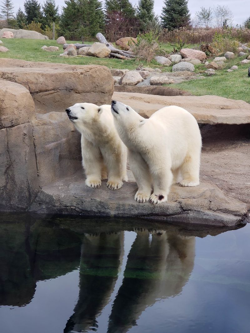 Polar Frontier And North America Trek Cover Very Different Wildlife