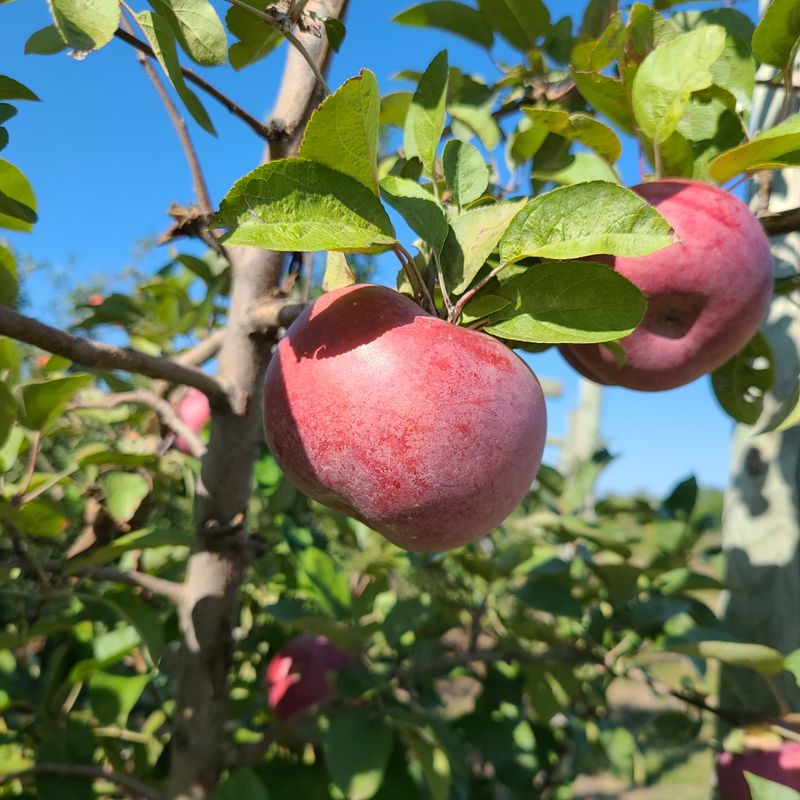 Fifty Apple Trees In 1939 Started This Whole Sweet Story