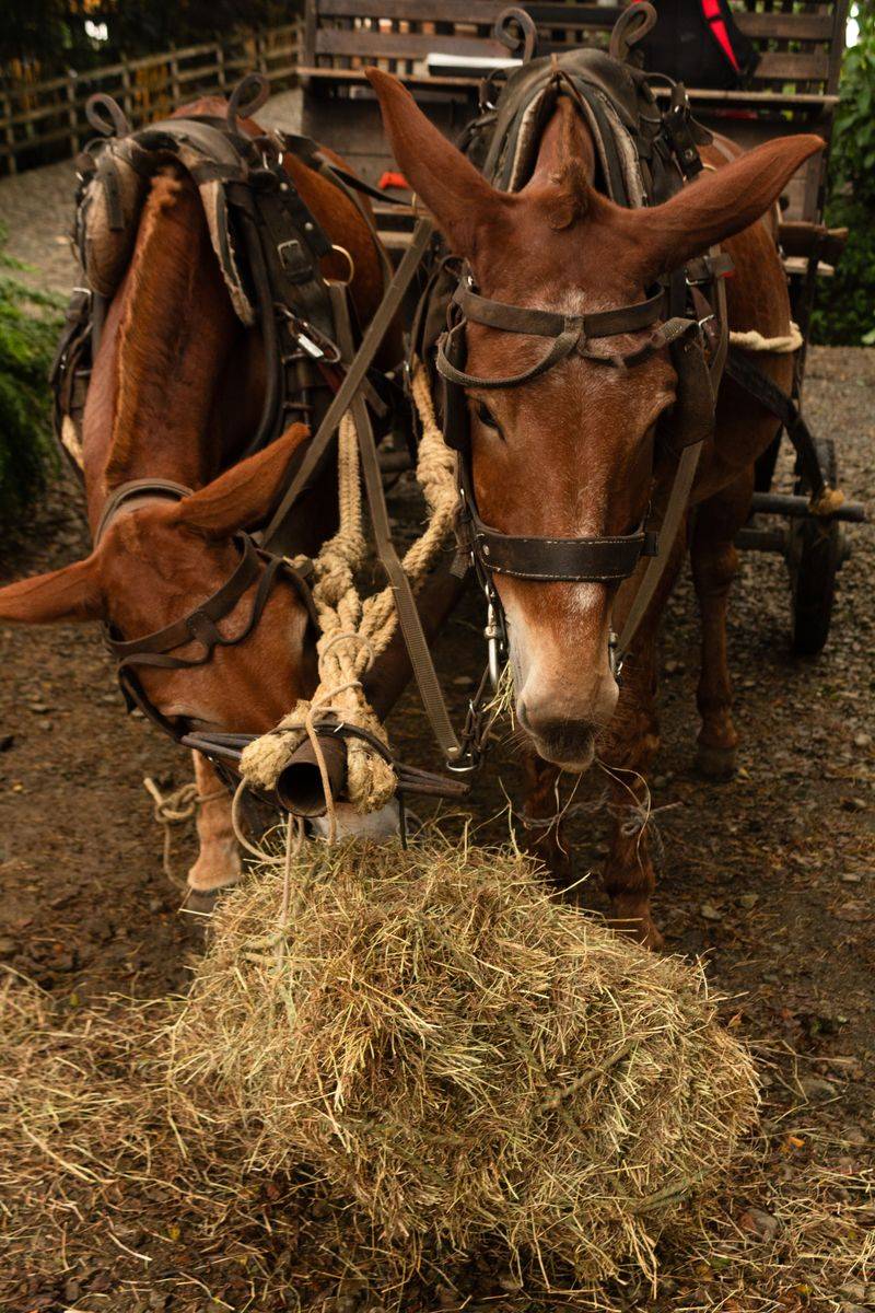Furry Friends, Hayrides, And Temporary Tattoos Round Out The Fun