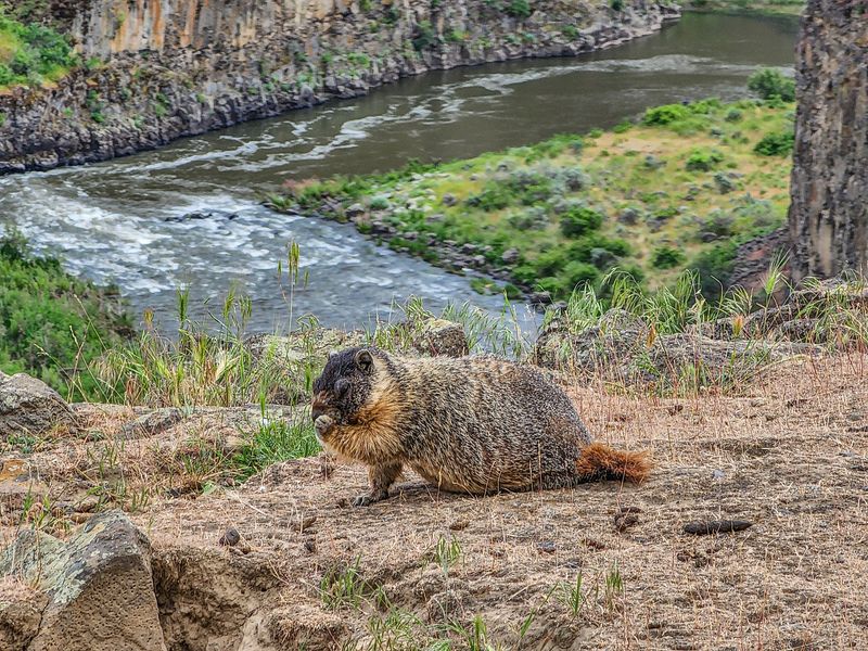 Keep An Eye Out For Marmots, Falcons, And A Few Scaly Neighbors