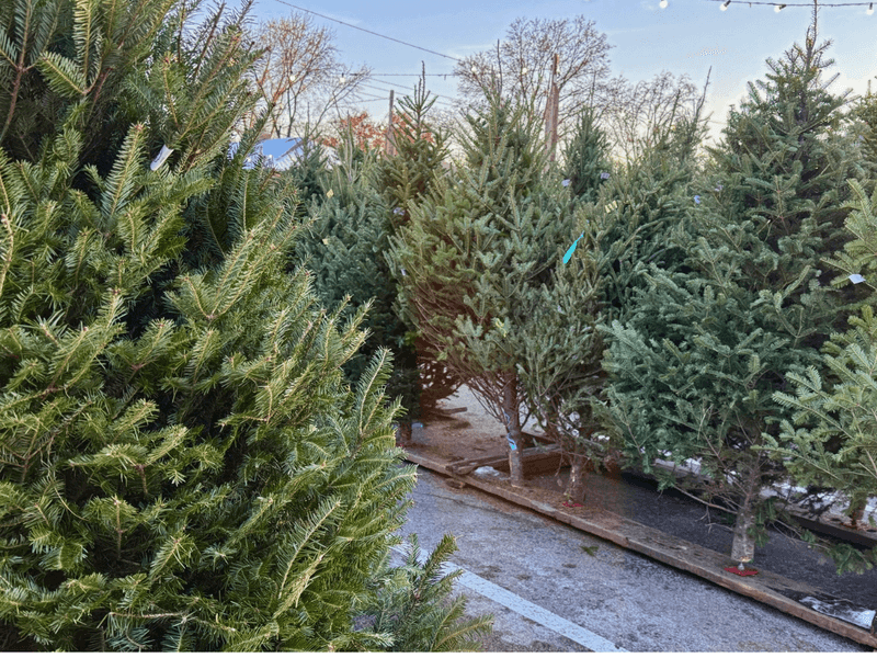 Winter Swaps Spoons for Spruce, Well, Fir Actually