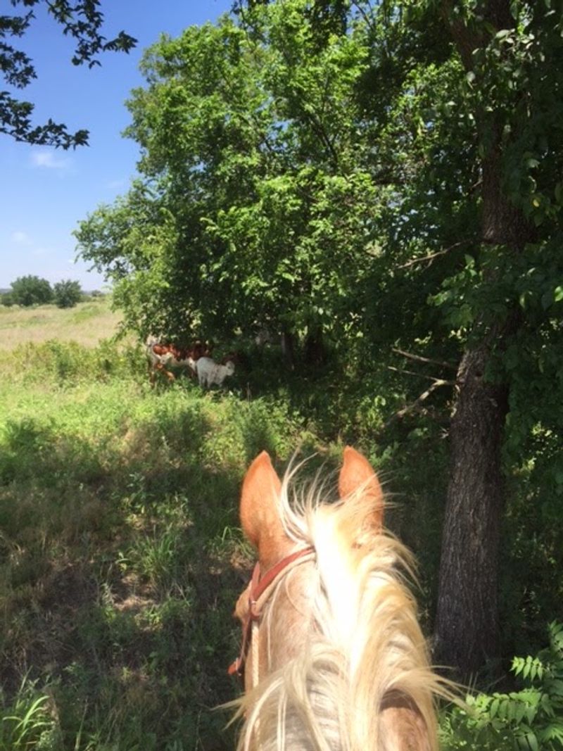 A Historic Cattle Trail Crosses The Property