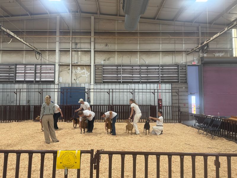 Baby Goats And Prize Rabbits Steal The Spotlight In The Barns