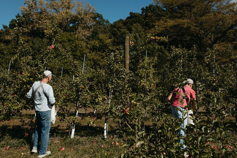 Twenty Apple Varieties Are Waiting On The Trees