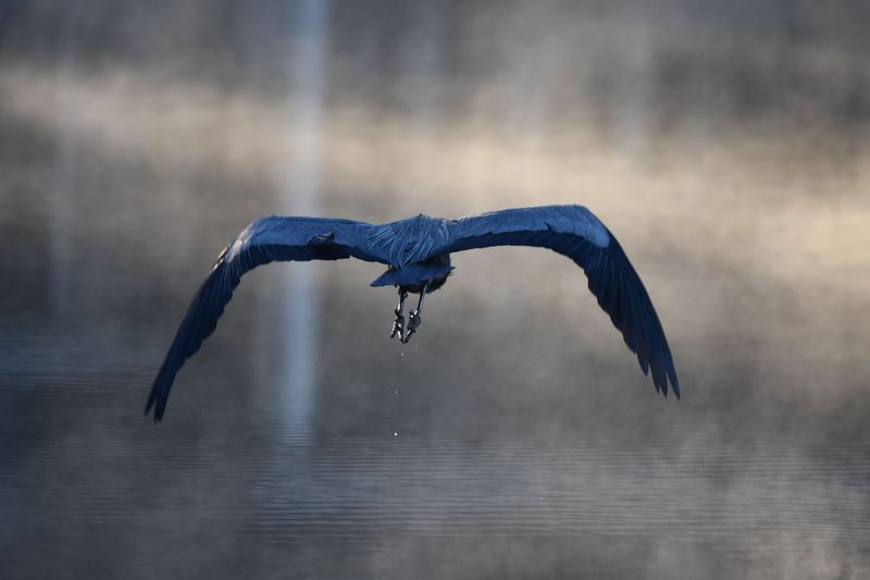 Look Beyond One Bird To The Flyway