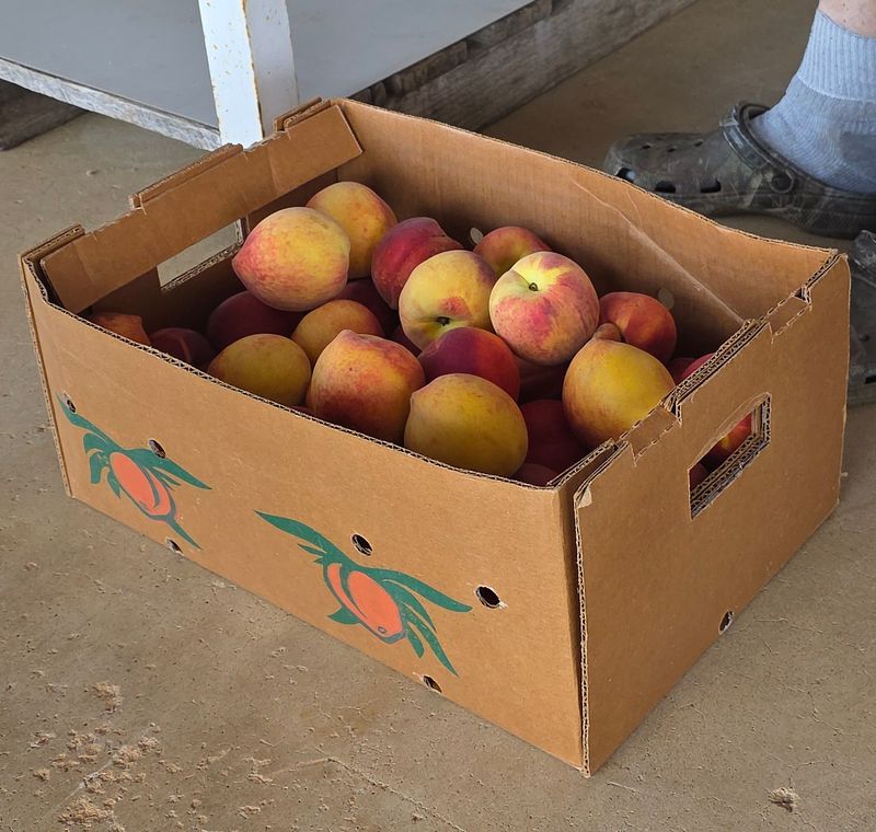 Choose Peaches For Your Actual Plans