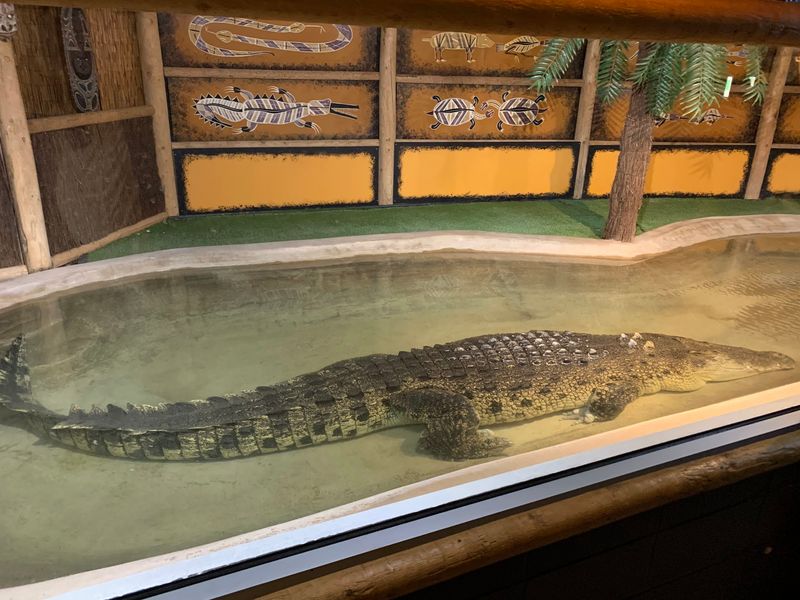 Maniac The Crocodile Is Exactly As Big As You Fear