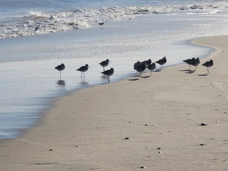 That Quiet Beach Is Literally On The Move