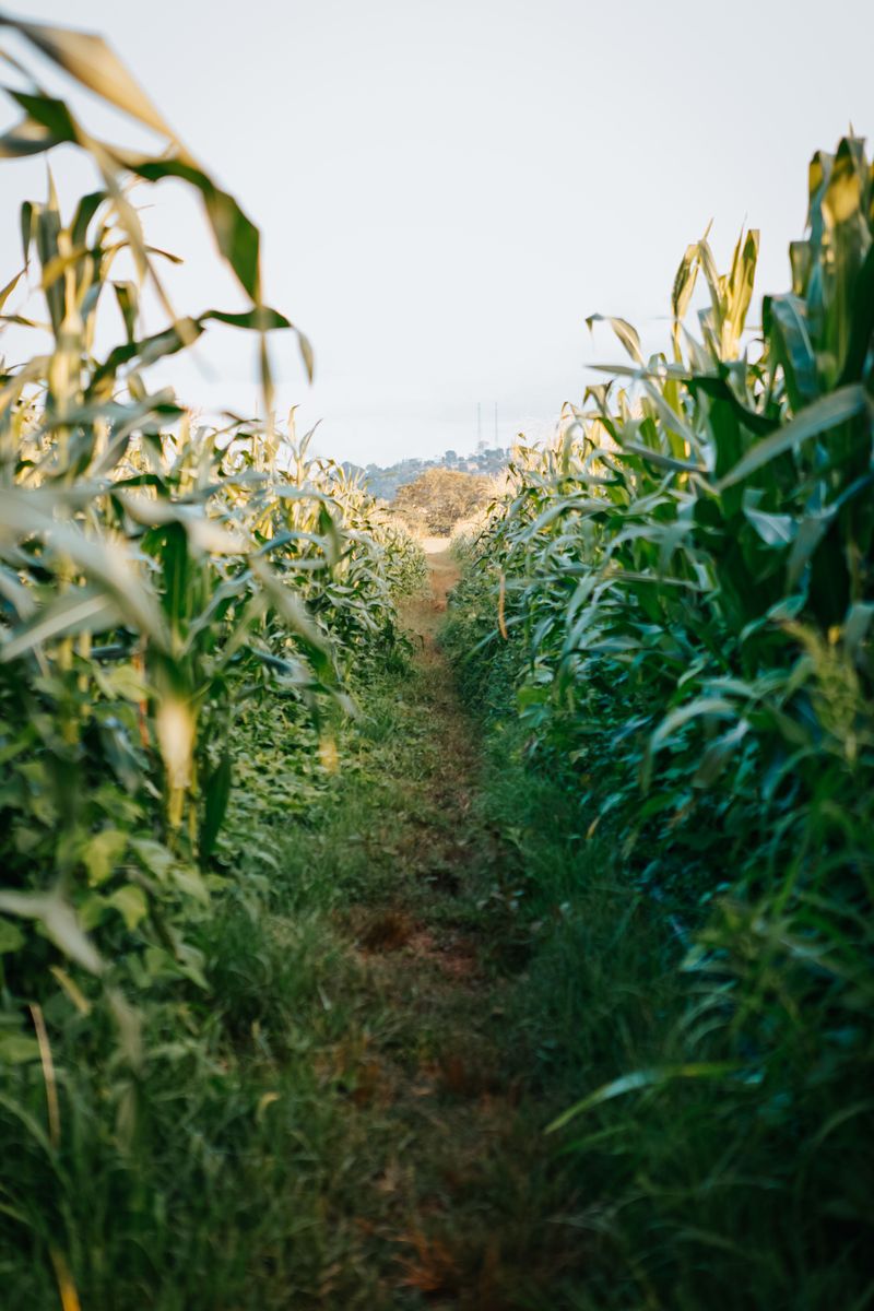 Essen Lane Takes You Into The Night Maze
