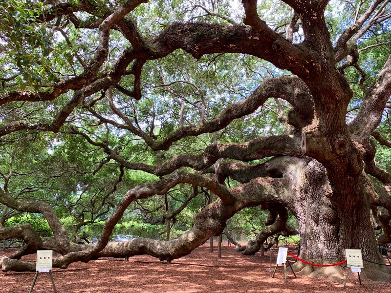 The Canopy Covers About 17,000 Square Feet