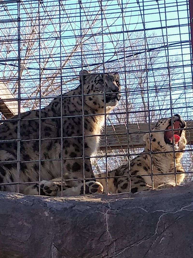 Collins The Manul Has Mastered The Art Of The Side-Eye