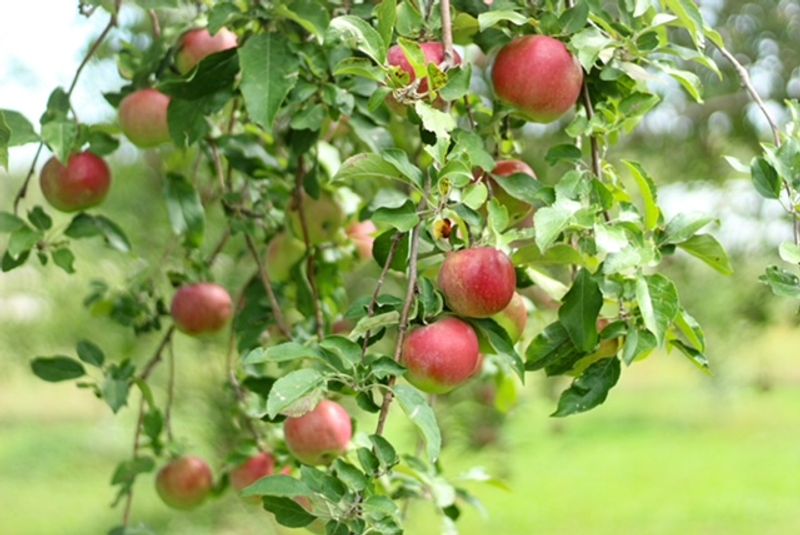 Apples on the Avenue, Nashua