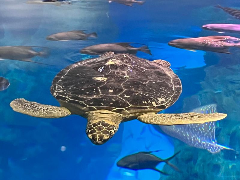 Sea Turtles Share The Oceans Habitat With Sharks And Rays