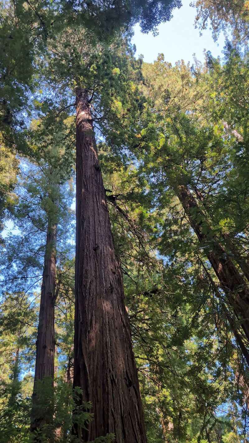 Rockefeller Forest Loop