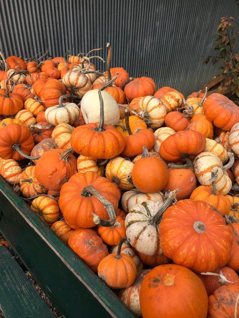 Hayrack Rides Lead Visitors Straight To The Pumpkin Fields