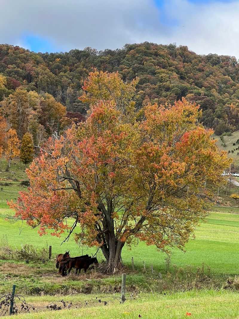 Foothills Parkway East Packs In Big Views