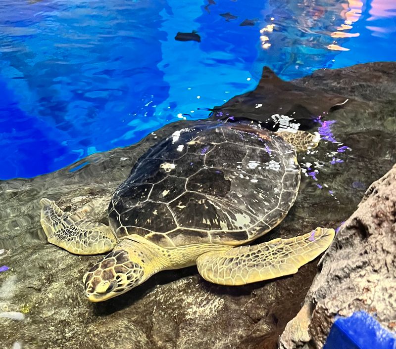 The Aquarium Rehabilitates Kemp’s Ridley Sea Turtles