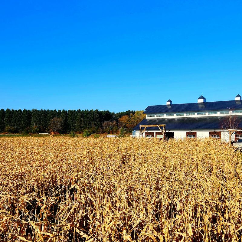 The Eight-Acre Corn Maze Gives You Room To Get Lost
