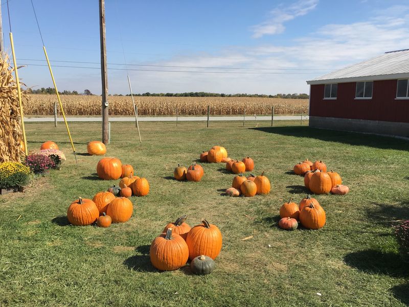 The Pumpkin Patch Covers Eleven Acres