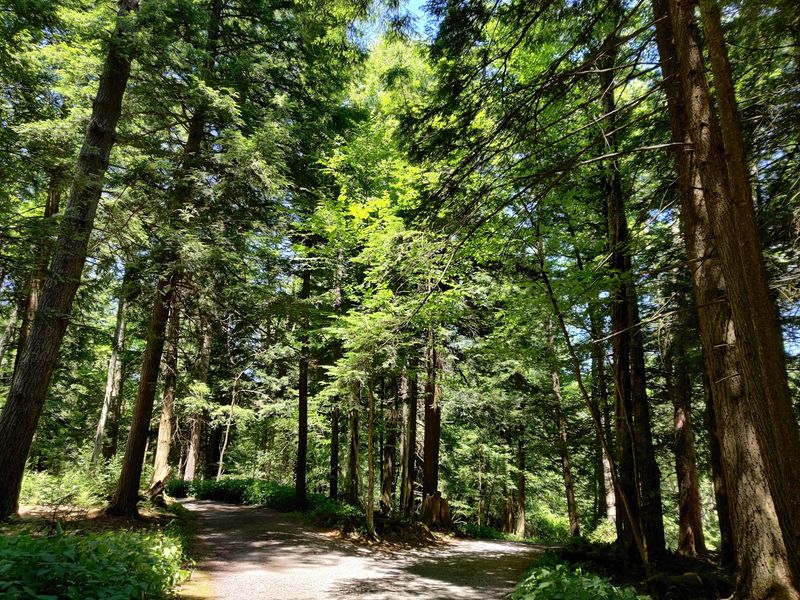 Ancient Hemlock Trees That Have Outlived Centuries Of Change